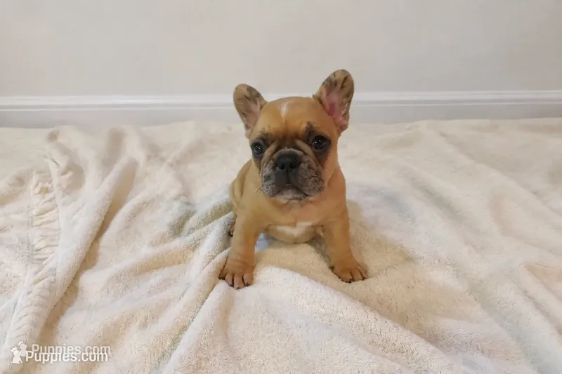 Croissant  – French Bulldog puppy for sale in Liberty Hill, TX