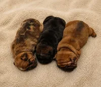 Croissant , a female French Bulldog for sale in Liberty Hill, TX – 2 of 2