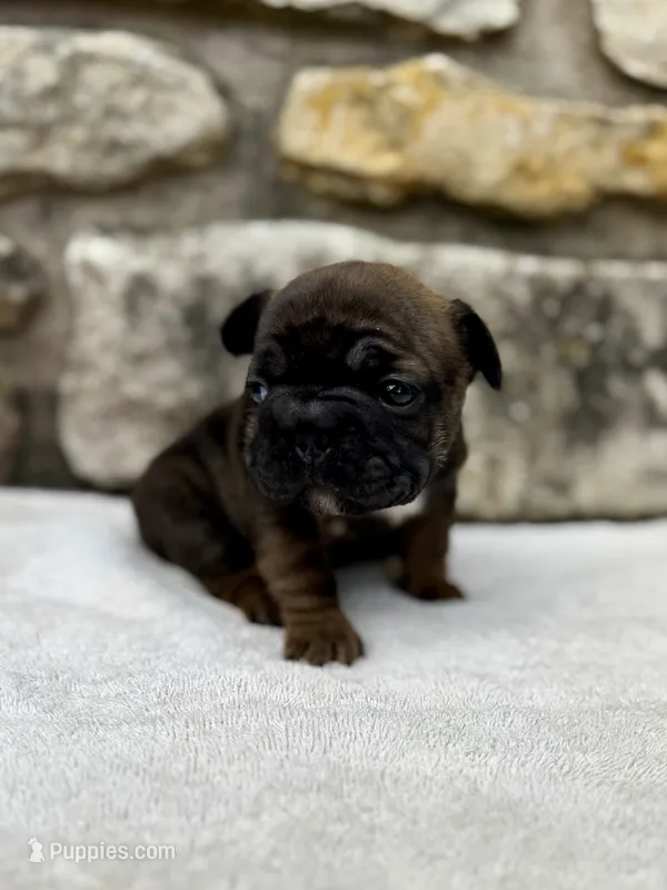 Peaches – French Bulldog puppy for sale in Liberty Hill, TX