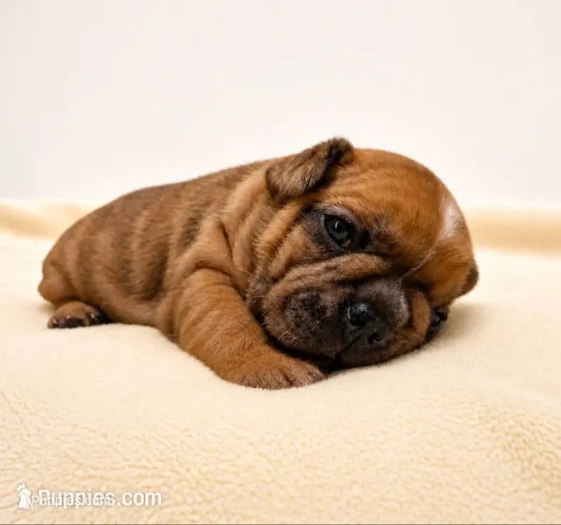 Croissant  – French Bulldog puppy for sale in Liberty Hill, TX