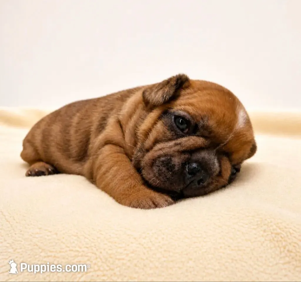 Croissant , a female French Bulldog for sale in Liberty Hill, TX – 1 of 2