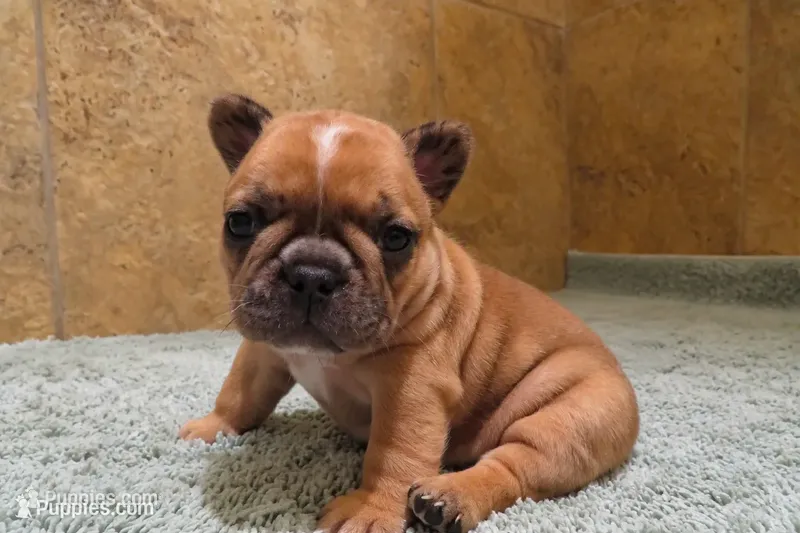Croissant  – French Bulldog puppy for sale in Liberty Hill, TX