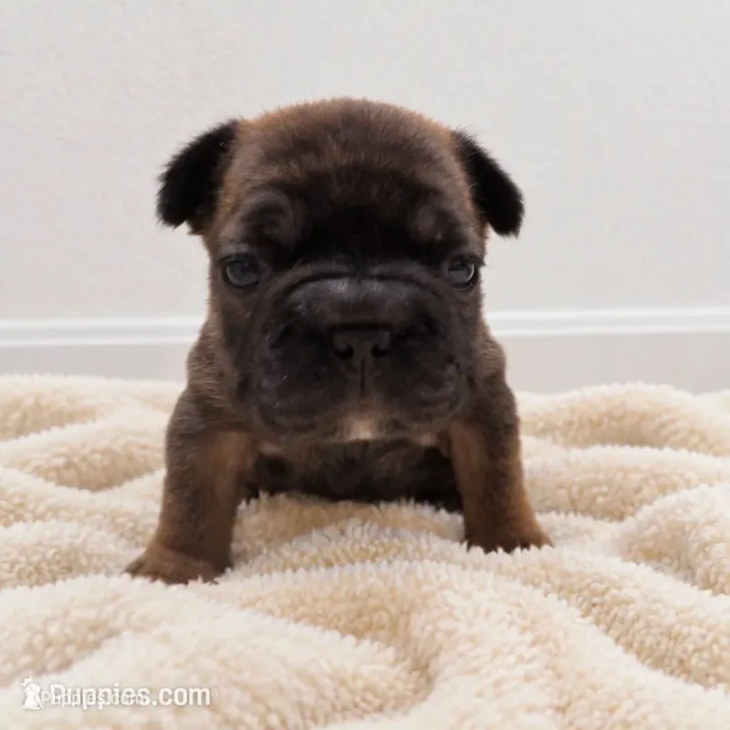 Peaches – French Bulldog puppy for sale in Liberty Hill, TX