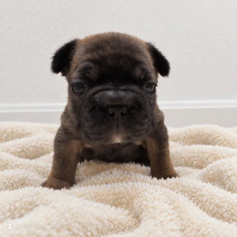 Peaches – French Bulldog puppy for sale in Liberty Hill, TX
