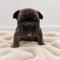 Peaches, a female French Bulldog for sale in Liberty Hill, TX – 1 of 1