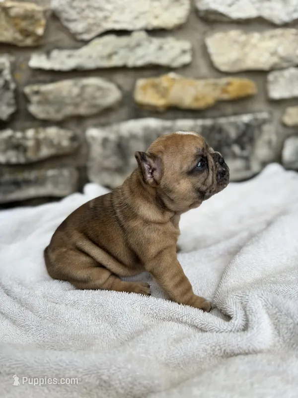 Croissant  – French Bulldog puppy for sale in Liberty Hill, TX