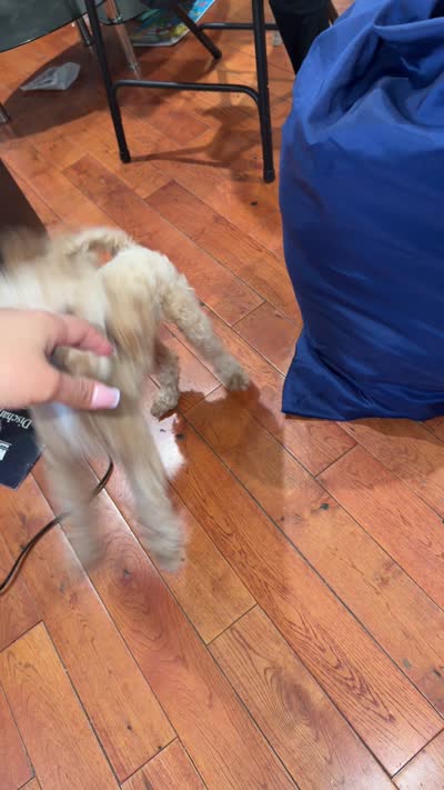 Luna , a female Maltipoo for sale in Brooklyn, NY – 2 of 3