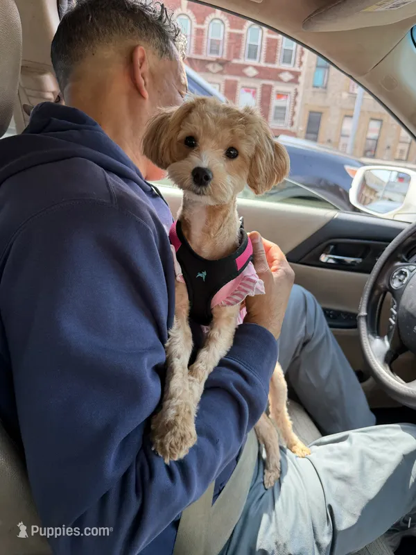 Luna  – Maltipoo puppy for sale in Brooklyn, NY