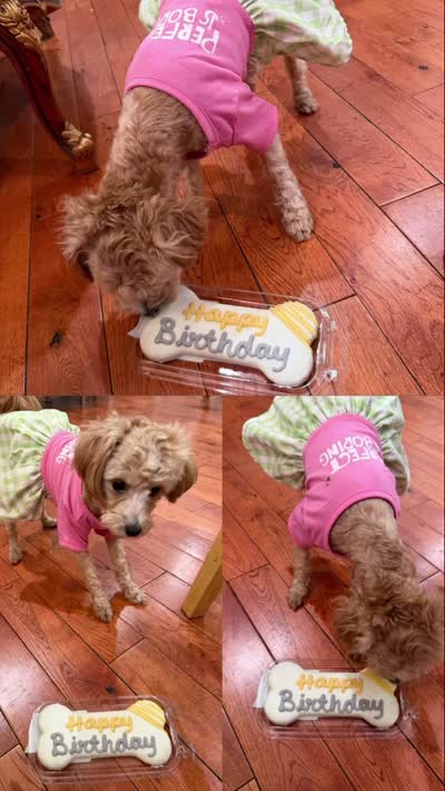 Luna , a female Maltipoo for sale in Brooklyn, NY – 3 of 3