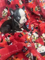 AKC Slim, a male Boston Terrier for sale in Saginaw, MI – 3 of 10