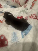 AKC Runt, a male Boston Terrier for sale in Saginaw, MI – 8 of 10