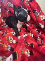 AKC Slim, a male Boston Terrier for sale in Saginaw, MI – 6 of 10