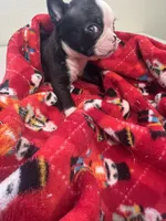 AKC Slim, a male Boston Terrier for sale in Saginaw, MI – 5 of 10