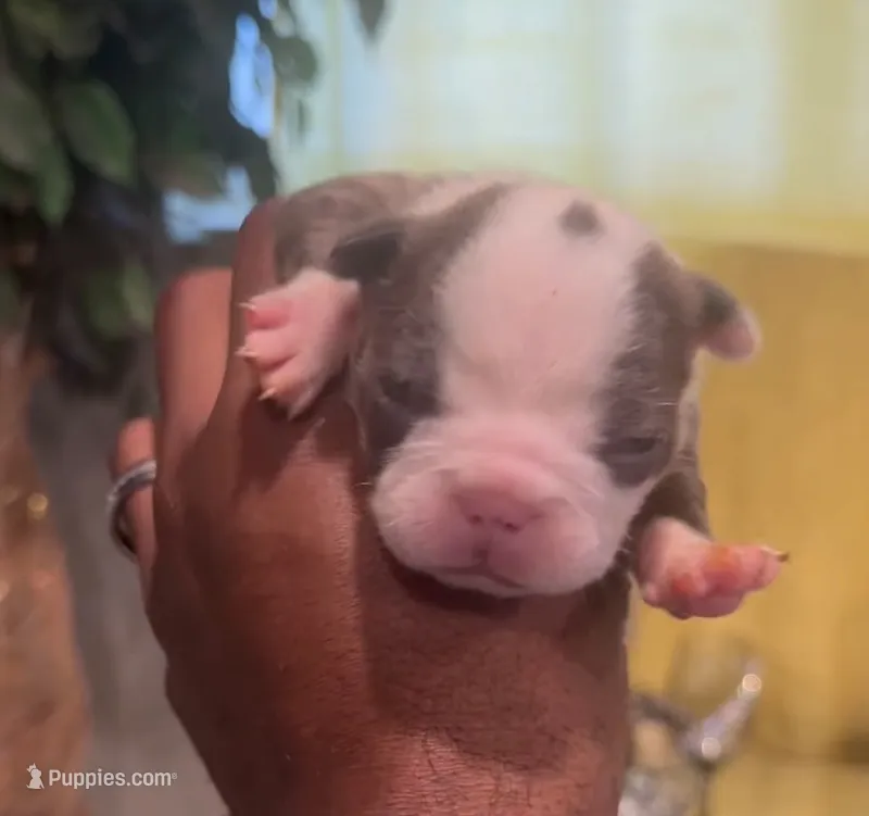 AKC Lilac Girl – Boston Terrier puppy for sale in Saginaw, MI
