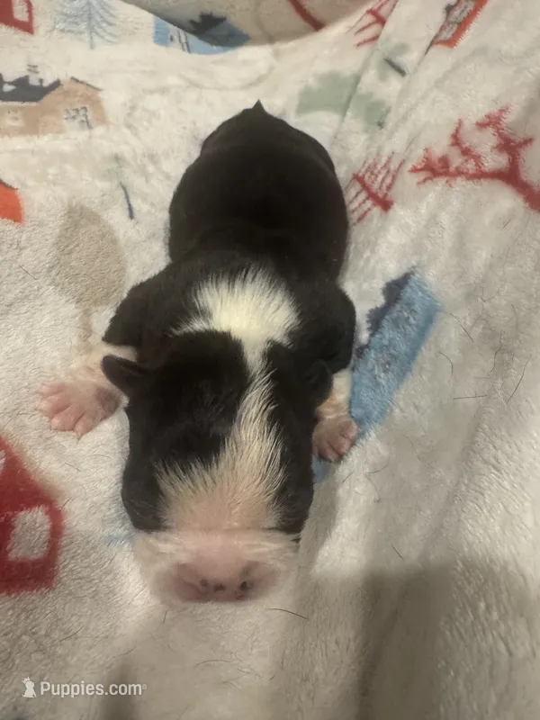 AKC Slim – Boston Terrier puppy for sale in Saginaw, MI