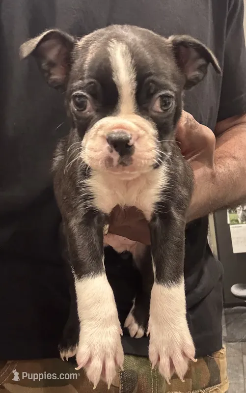 AKC Runt – Boston Terrier puppy for sale in Saginaw, MI