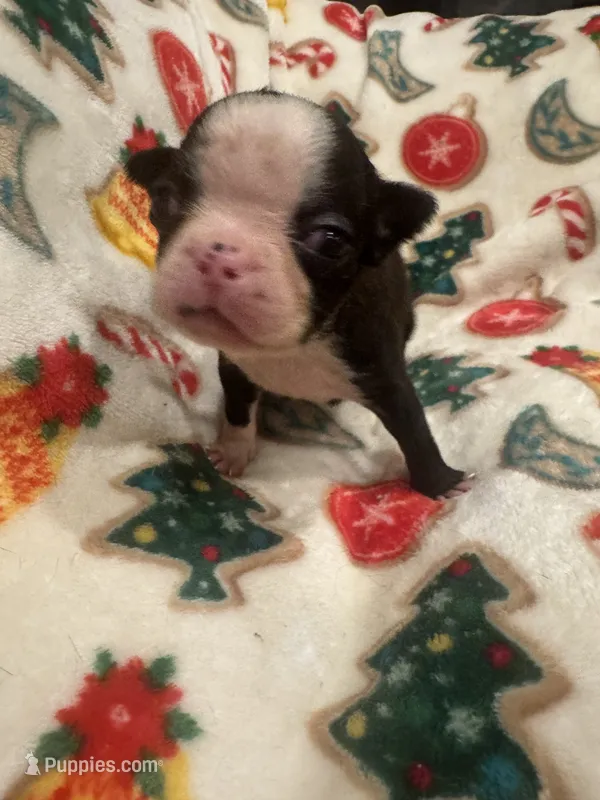 AKC Slim – Boston Terrier puppy for sale in Saginaw, MI