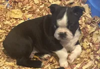 AKC Big Blaze, a male Boston Terrier for sale in Saginaw, MI – 1 of 3