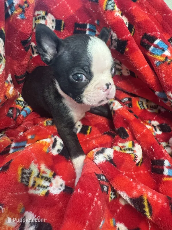 AKC Slim – Boston Terrier puppy for sale in Saginaw, MI