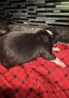 AKC Runt, a male Boston Terrier for sale in Saginaw, MI – 2 of 10
