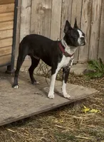 AKC Runt, a male Boston Terrier for sale in Saginaw, MI – 7 of 10