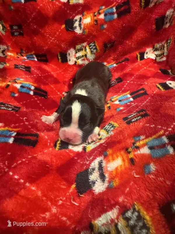 AKC Runt – Boston Terrier puppy for sale in Saginaw, MI