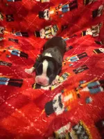 AKC Runt, a male Boston Terrier for sale in Saginaw, MI – 1 of 1