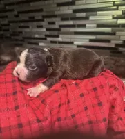 AKC Runt, a male Boston Terrier for sale in Saginaw, MI – 3 of 10