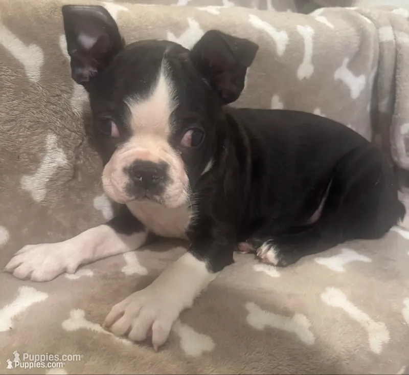 AKC Toby – Boston Terrier puppy for sale in Saginaw, MI
