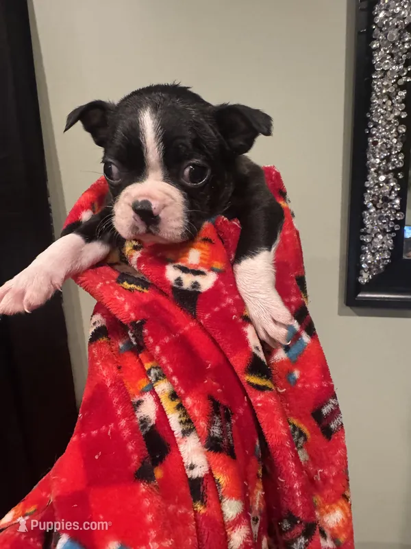AKC Runt – Boston Terrier puppy for sale in Saginaw, MI