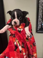 AKC Runt, a male Boston Terrier for sale in Saginaw, MI – 1 of 10