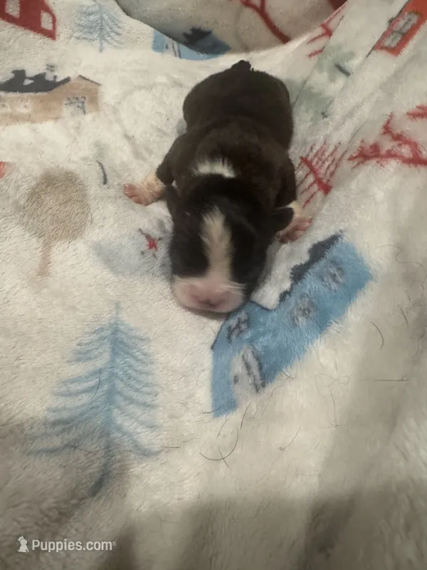 AKC Runt – Boston Terrier puppy for sale in Saginaw, MI