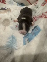 AKC Runt, a male Boston Terrier for sale in Saginaw, MI – 5 of 10