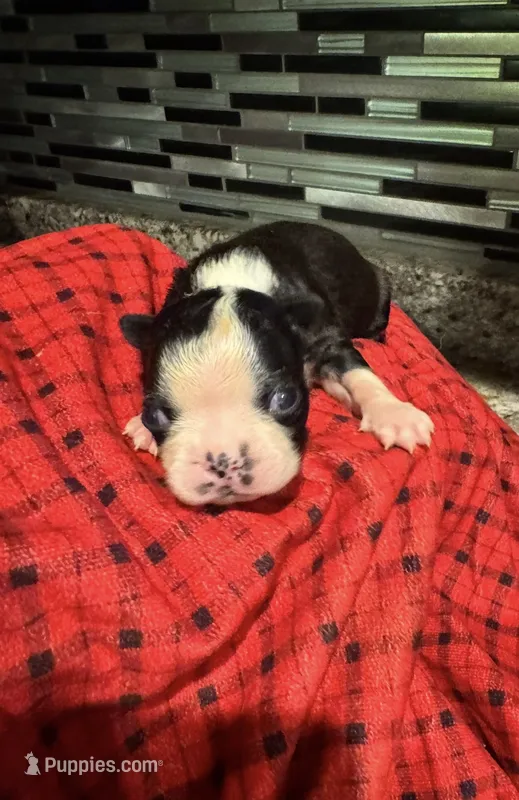 AKC Big Blaze – Boston Terrier puppy for sale in Saginaw, MI