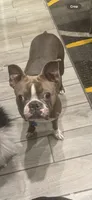 AKC Big Blaze, a male Boston Terrier for sale in Saginaw, MI – 3 of 3