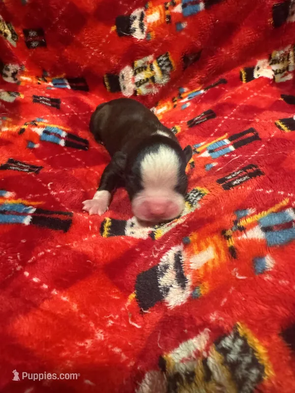 AKC Big Blaze – Boston Terrier puppy for sale in Saginaw, MI