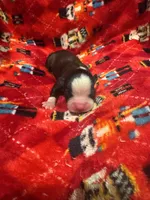 AKC Big Blaze, a male Boston Terrier for sale in Saginaw, MI – 1 of 1
