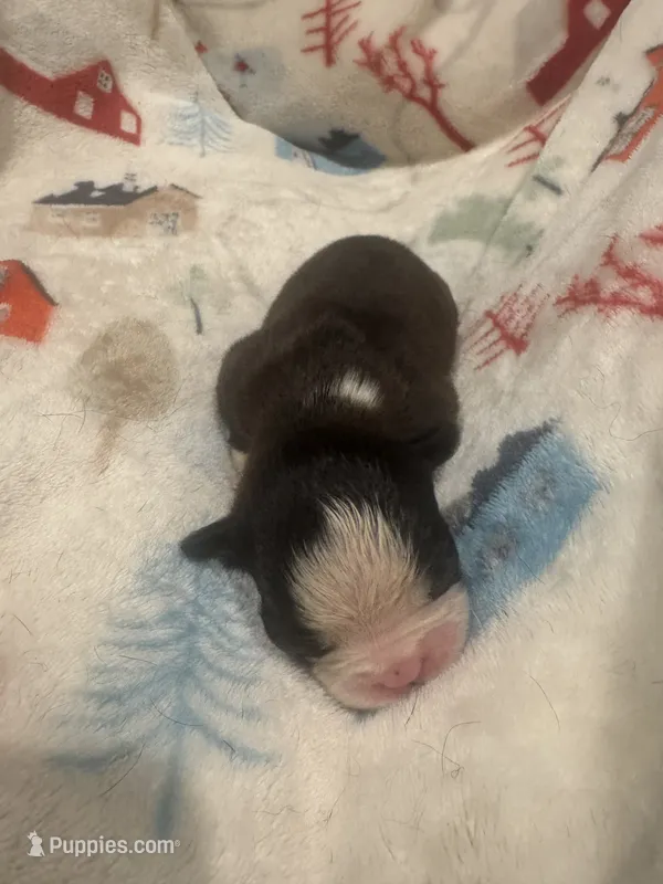 AKC Big Blaze – Boston Terrier puppy for sale in Saginaw, MI