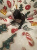 AKC Slim, a male Boston Terrier for sale in Saginaw, MI – 10 of 10