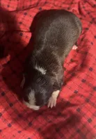 AKC Runt, a male Boston Terrier for sale in Saginaw, MI – 4 of 10