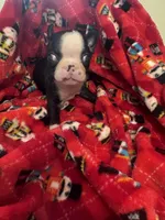 AKC Slim, a male Boston Terrier for sale in Saginaw, MI – 2 of 10