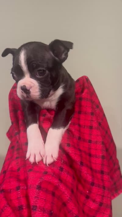 AKC Runt, a male Boston Terrier for sale in Saginaw, MI – 10 of 10