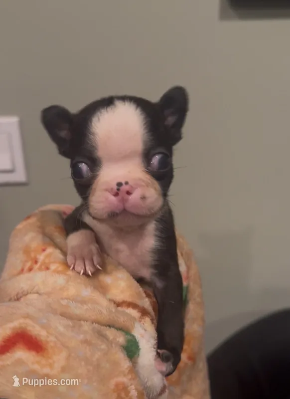 AKC Slim – Boston Terrier puppy for sale in Saginaw, MI