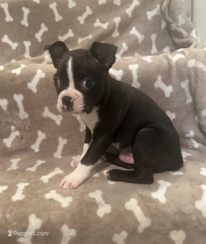 AKC Runt – Boston Terrier puppy for sale in Saginaw, MI