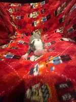 AKC Lilac Girl, a female Boston Terrier for sale in Saginaw, MI – 1 of 1