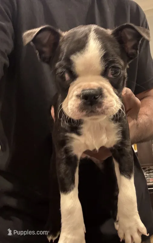 AKC Toby – Boston Terrier puppy for sale in Saginaw, MI