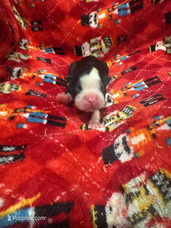 AKC Slim – Boston Terrier puppy for sale in Saginaw, MI