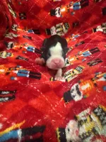 AKC Slim, a male Boston Terrier for sale in Saginaw, MI – 1 of 1