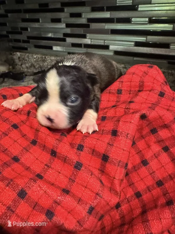 AKC Runt – Boston Terrier puppy for sale in Saginaw, MI