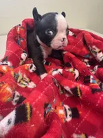 AKC Slim, a male Boston Terrier for sale in Saginaw, MI – 4 of 10